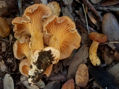 Cantharellus lewisii