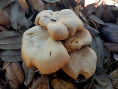 Cantharellus lewisii