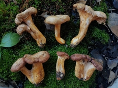 Cantharellus lewisii
