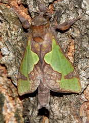 Aenetus moorei