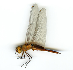 Tramea abdominalis