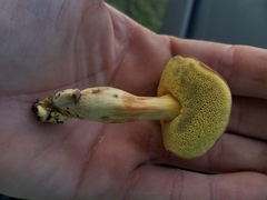 Boletus subfraternus
