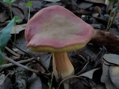 Boletus subfraternus