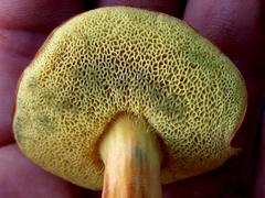 Boletus subfraternus