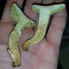 Boletus subfraternus