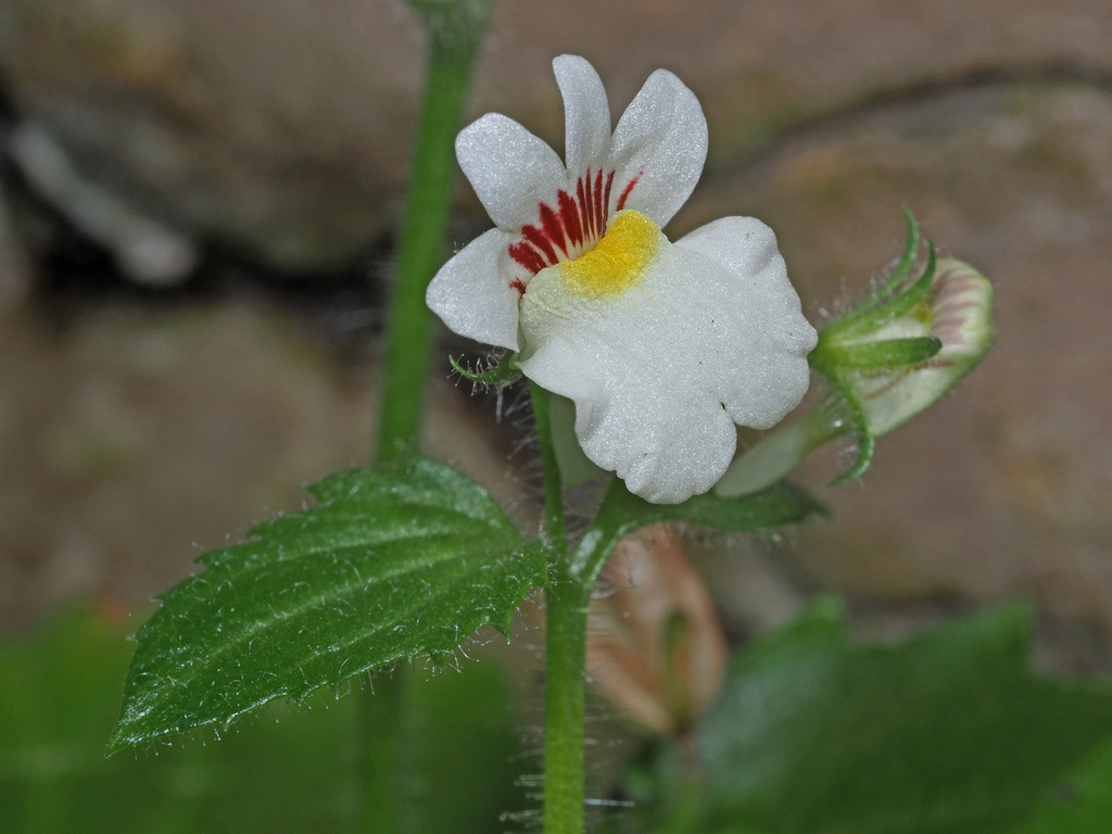 Nemesia deflexa
