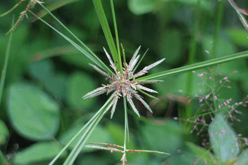 Cyperus sphacelatus iNat (3)