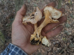 Cantharellus lewisii