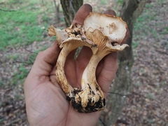 Cantharellus lewisii