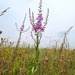 Wanded Loosestrife - Photo (c) Sebastian J. Dunkl, some rights reserved (CC BY-NC), uploaded by Sebastian J. Dunkl