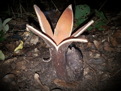 Chorioactis geaster image