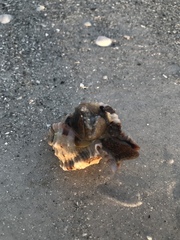 Phyllonotus pomum image