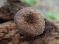 Pluteus thomsonii