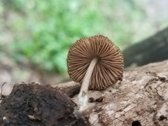Pluteus thomsonii