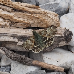 Muschampia lavatherae