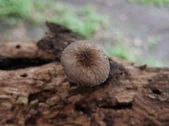 Pluteus thomsonii