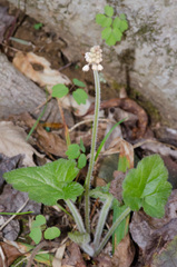 Tiarella