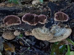 Trichaptum perrottetii