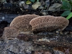 Trichaptum perrottetii