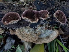 Trichaptum perrottetii