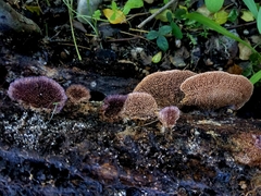 Trichaptum perrottetii