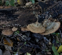 Trichaptum perrottetii