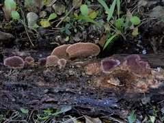 Trichaptum perrottetii