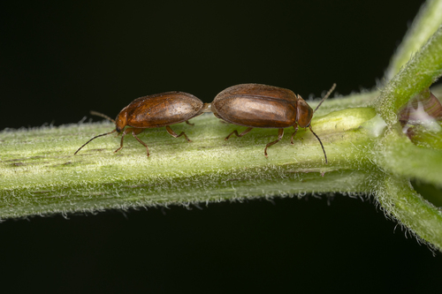 Microcara testacea, photo 8 of 8