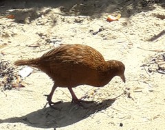 Gallirallus australis scotti