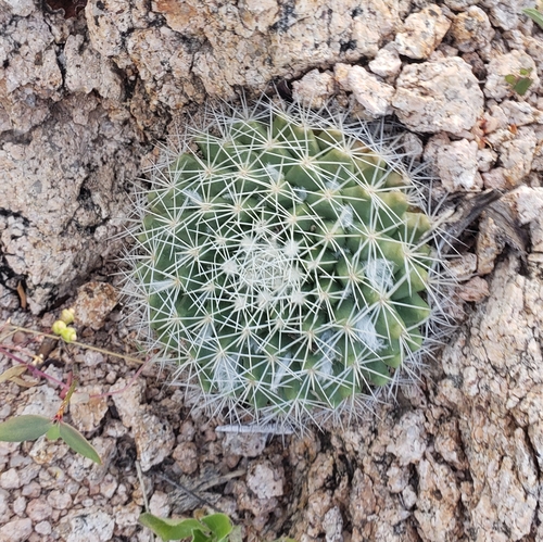 Medium