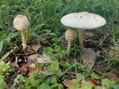 Chlorophyllum hortense