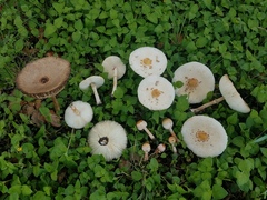 Chlorophyllum hortense