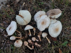 Chlorophyllum hortense