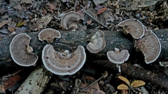 Schizophyllum fasciatum