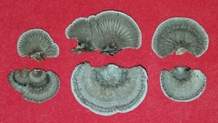 Schizophyllum fasciatum