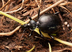 Scaphinotus interruptus