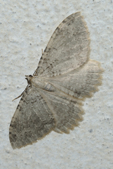 Triphosa sabaudiata