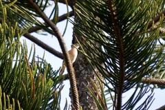 Furnariinae