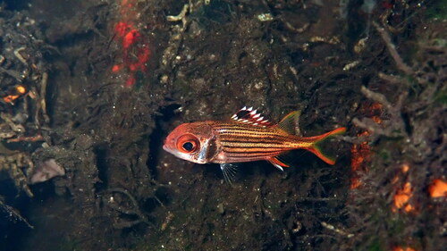 Spotfin Squirrelfish