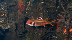 Sammara Squirrelfish photo 2