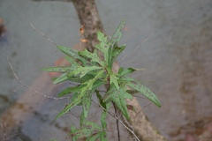 Quercus nigra