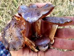Cortinarius aggregatus