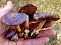 Cortinarius aggregatus