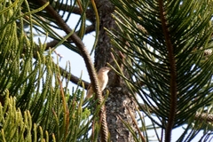 Furnariinae