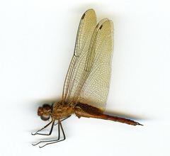 Tramea abdominalis