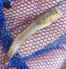 Rotund Blenny photo 3