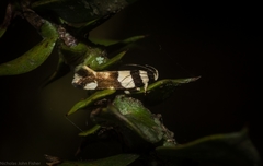 Macrobathra euryleuca