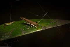 Glaphyristis marmarea