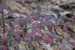 Vaccinium arboreum