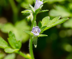 Phacelia covillei